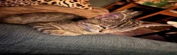 Domestic Shorthair cats for sale: Beautiful Friendly Tabby Kitten 15 Weeks Love Cats in London - Advert 4