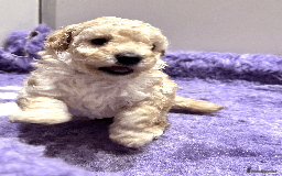 Miniature Poodle dogs for sale: Fabulous Miniature Poodle - Ready Now - Advert 2