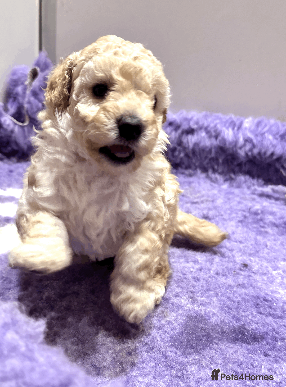 Miniature Poodle dogs for sale: Fabulous Miniature Poodle - Ready Now - Advert 2