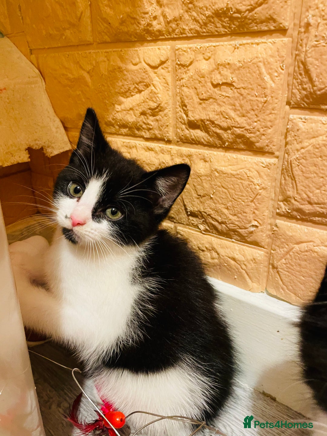 Mixed Breed cats for sale: Kitten - Image 6
