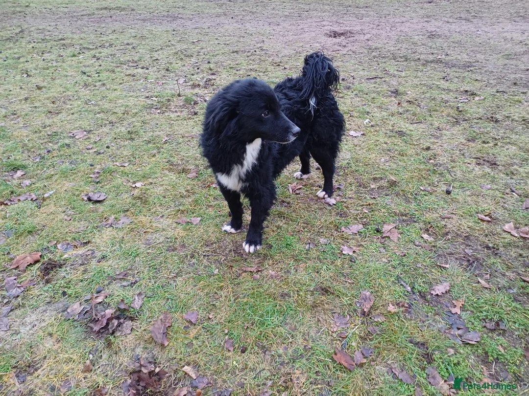 Mixed Breed dogs for adoption: Meet MARK - a very Sweet Boy for a Loving Home - Advert 3