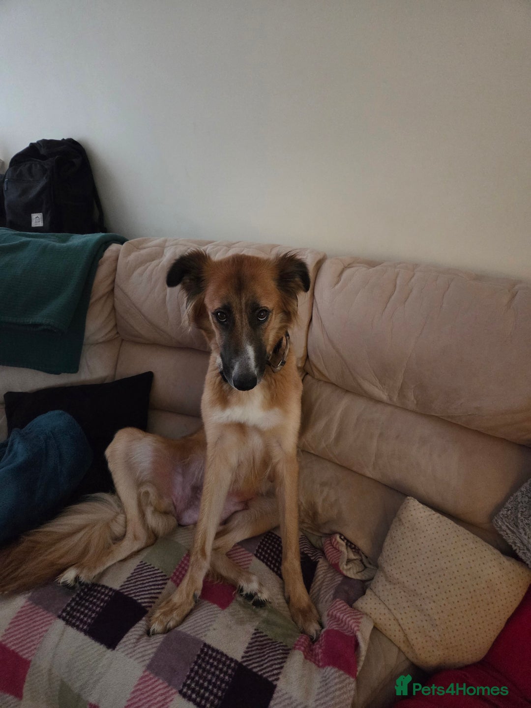 Mixed Breed dogs for sale: 3 dogs for sale - Image 5