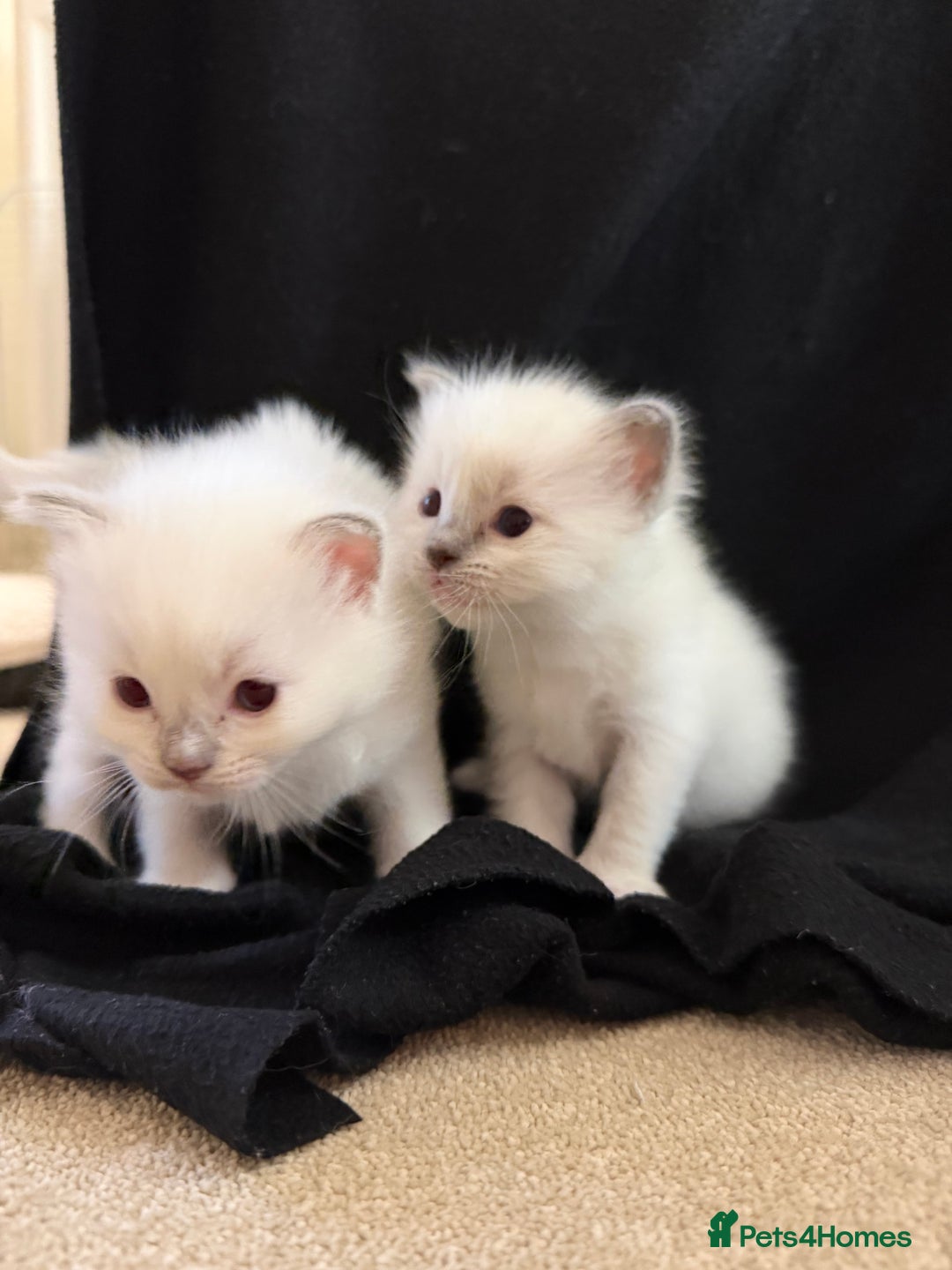 Ragdoll cats for sale: Cutest ragdoll kittens - Advert 5