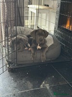 Cane Corso dogs 🏆 Pick of the litter female available! - Advert 9