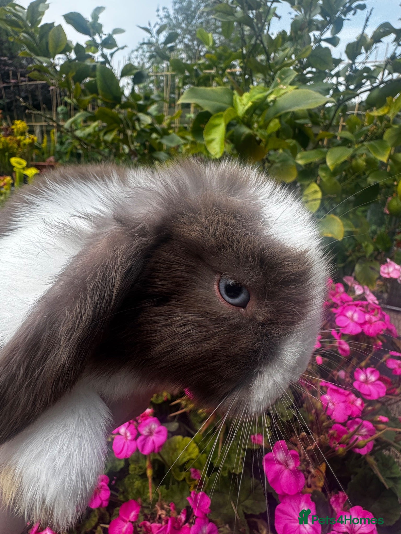 Mixed Breed rabbits READY NOW 4 girls holland cross mini lop - Advert 15
