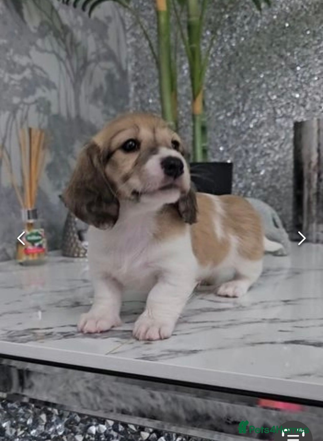 Miniature Dachshund dogs for sale: Kc Reg Cream Piebald - Male - Image 6