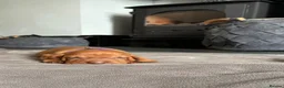 Hungarian Vizsla dogs for sale: Gwens puppies 🐾 - Advert 6