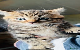 British Shorthair cats for sale: Beautiful kittens for sale - Image 4