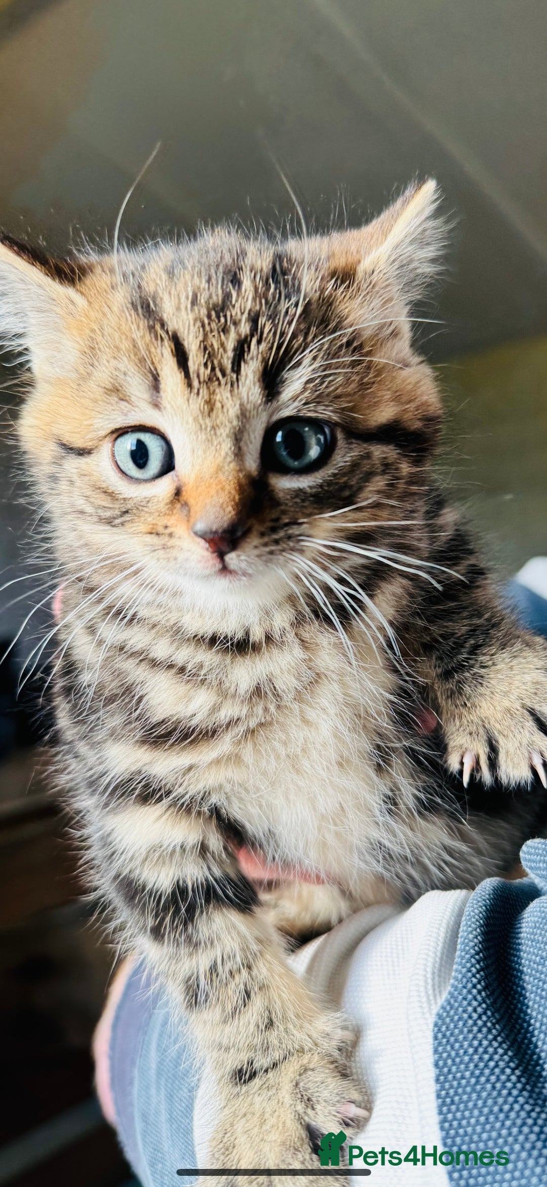 British Shorthair cats for sale: Beautiful kittens for sale - Image 4