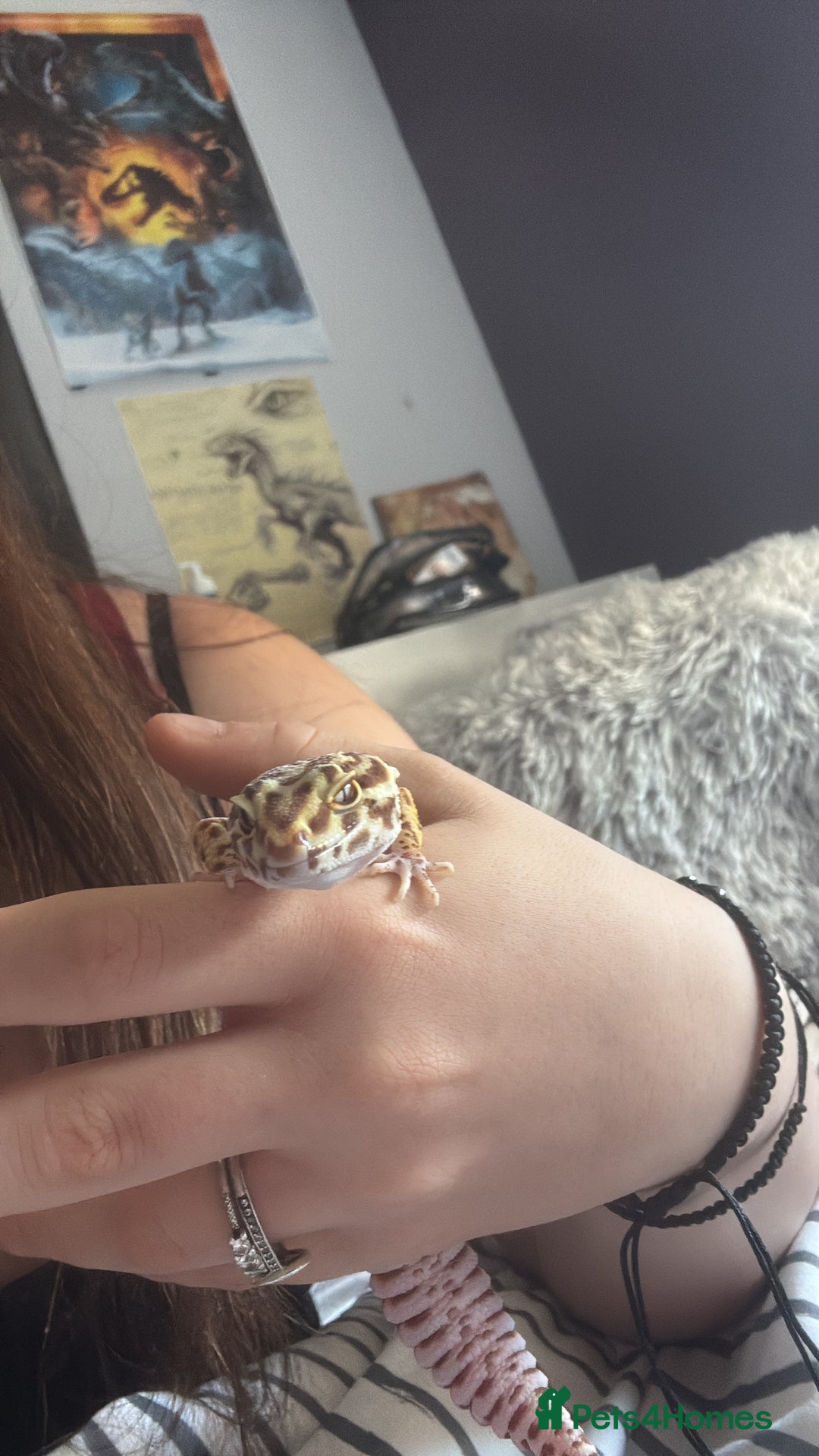 Leopard Gecko reptiles for sale: 2 year old female leopard gecko - Advert 3