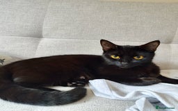 Domestic Shorthair cats for sale: kittens - Image 11