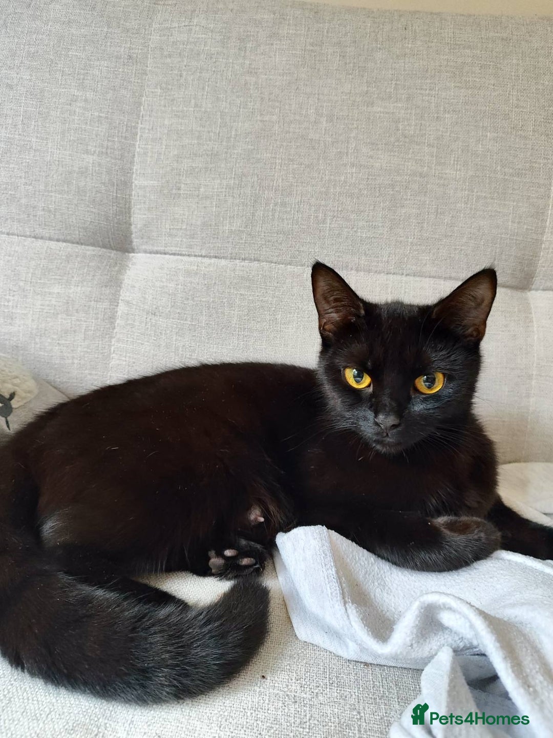 Domestic Shorthair cats for sale: kittens - Image 11
