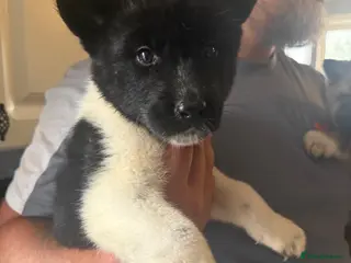 Akita dogs REDUCED!!! READY NOW!!! - Advert 16