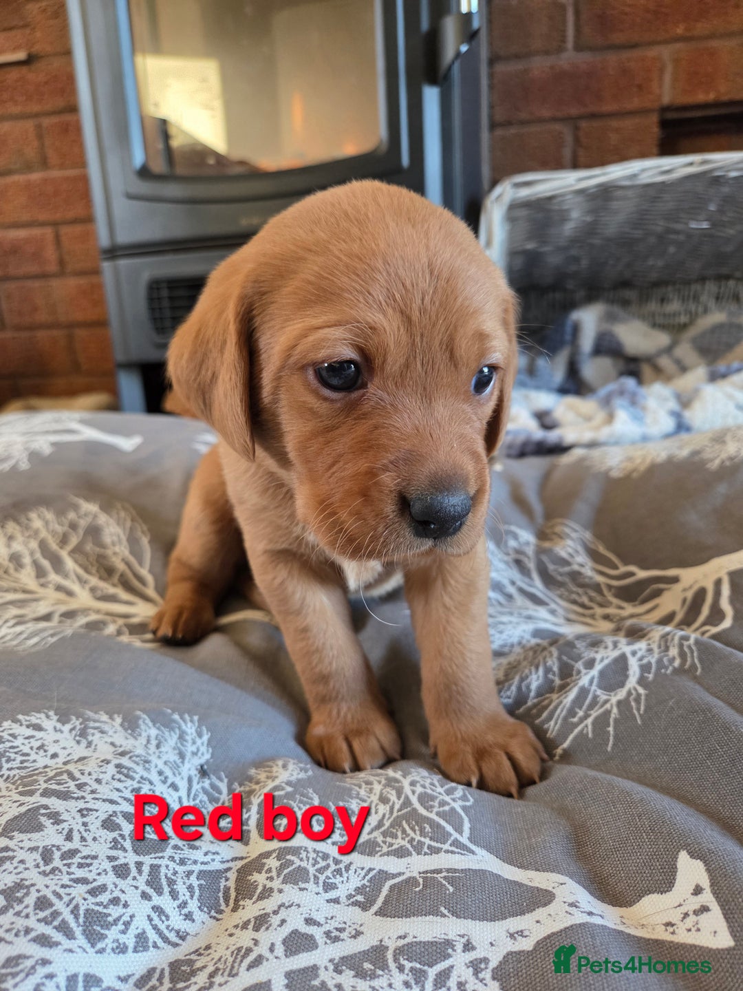 Labrador Retriever dogs for sale: Stunning Red fox labrador puppies  - Advert 14
