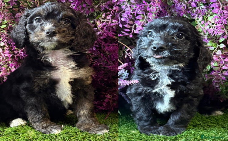 Cockapoo dogs - Advert 13