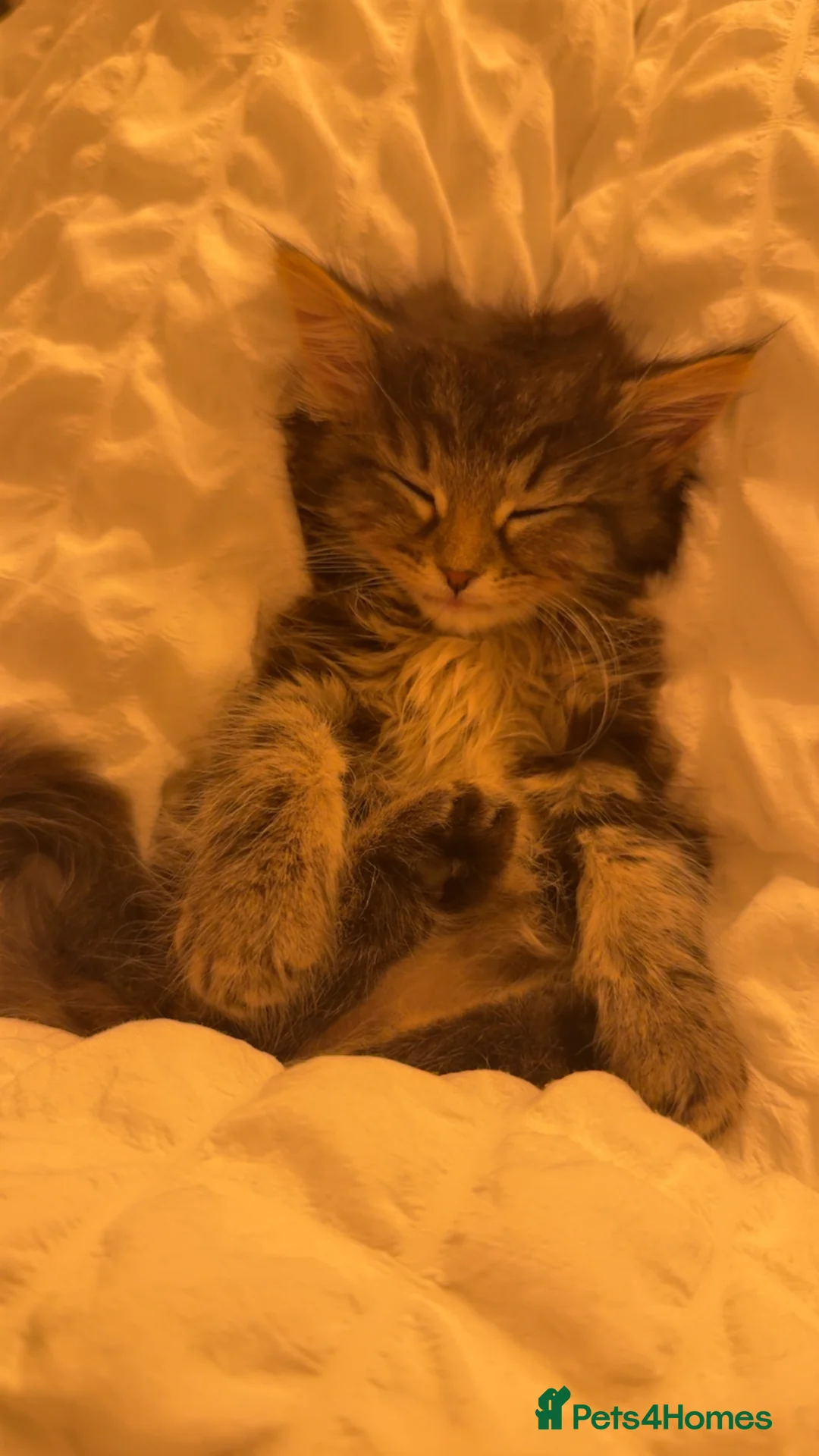 Mixed Breed cats for sale: Mixed breed kitten  in Bradford - Advert 14