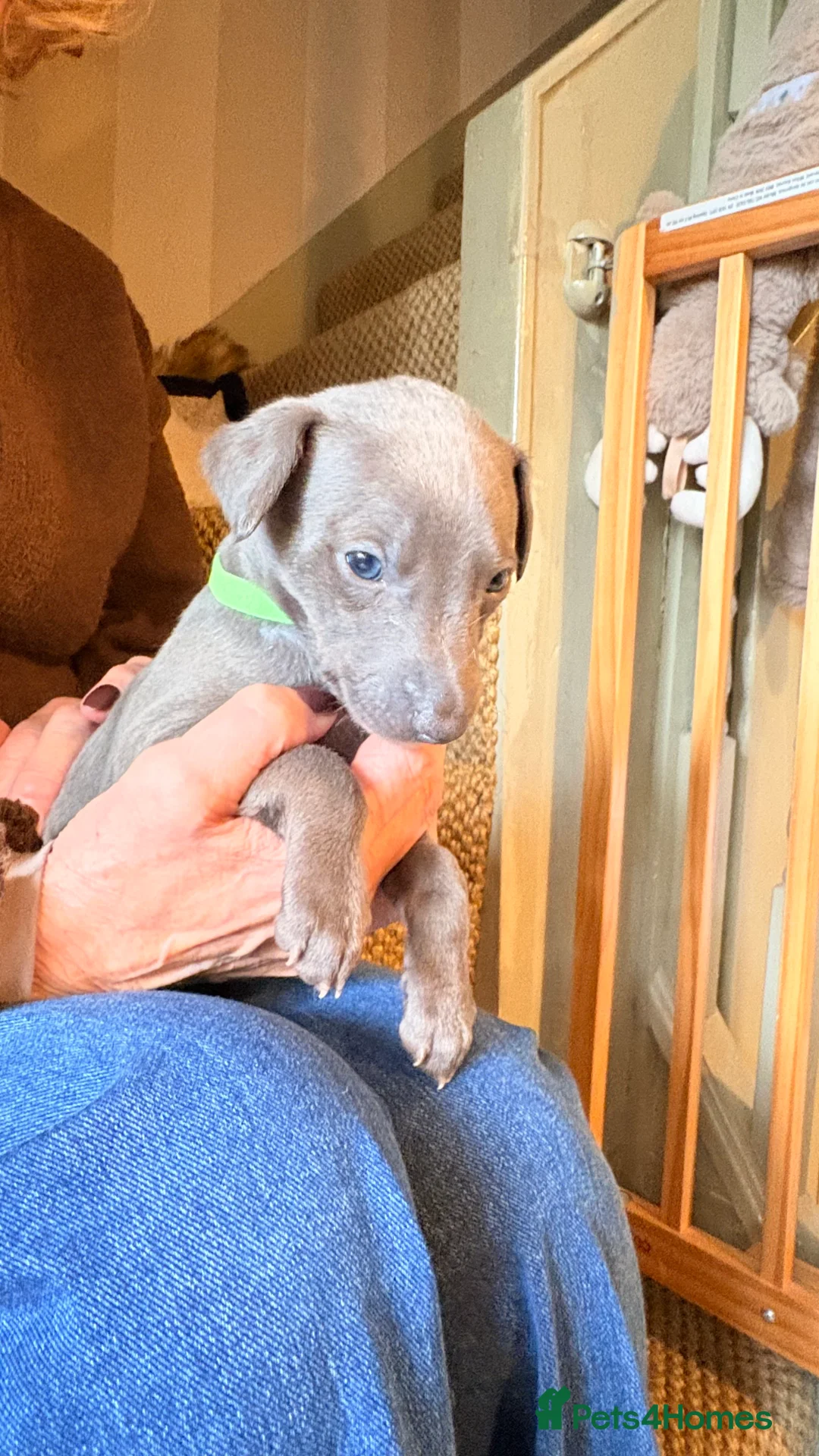 Whippet dogs for sale: KC whippet puppies - Advert 14