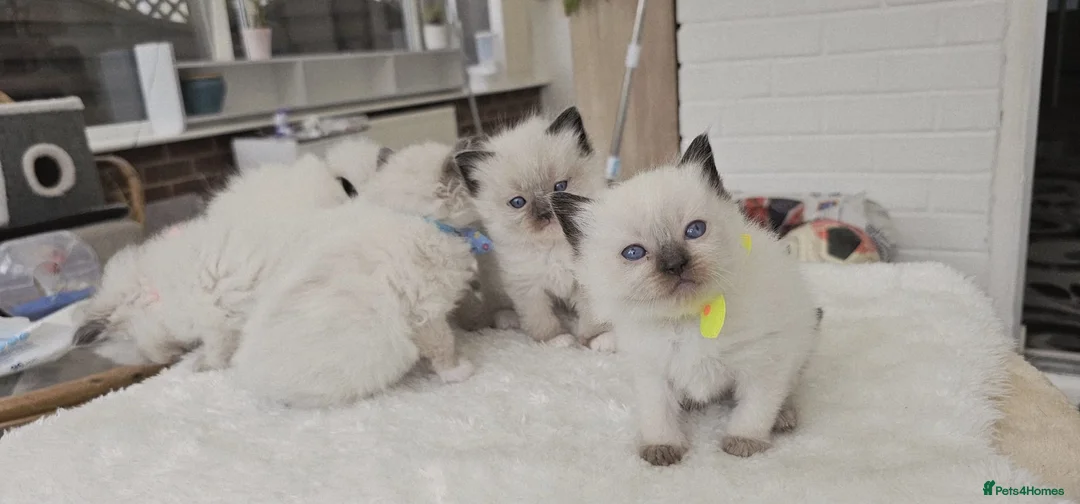 Ragdoll cats for sale: Purebred ragdoll  kittens  - Advert 12