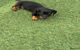 Dachshund dogs for sale: Dachshund Puppies  - Image 6