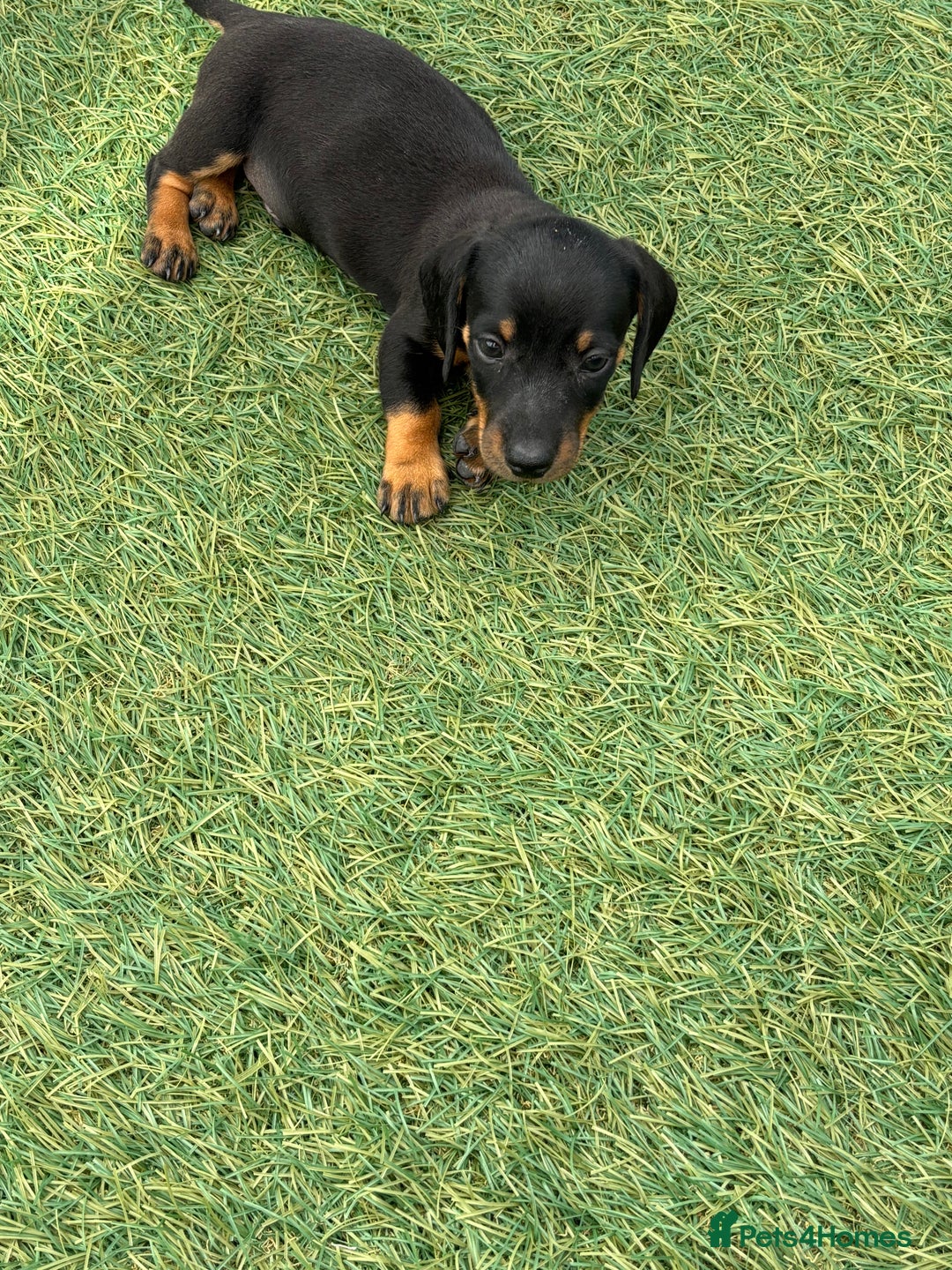 Dachshund dogs for sale: Dachshund Puppies  - Image 6