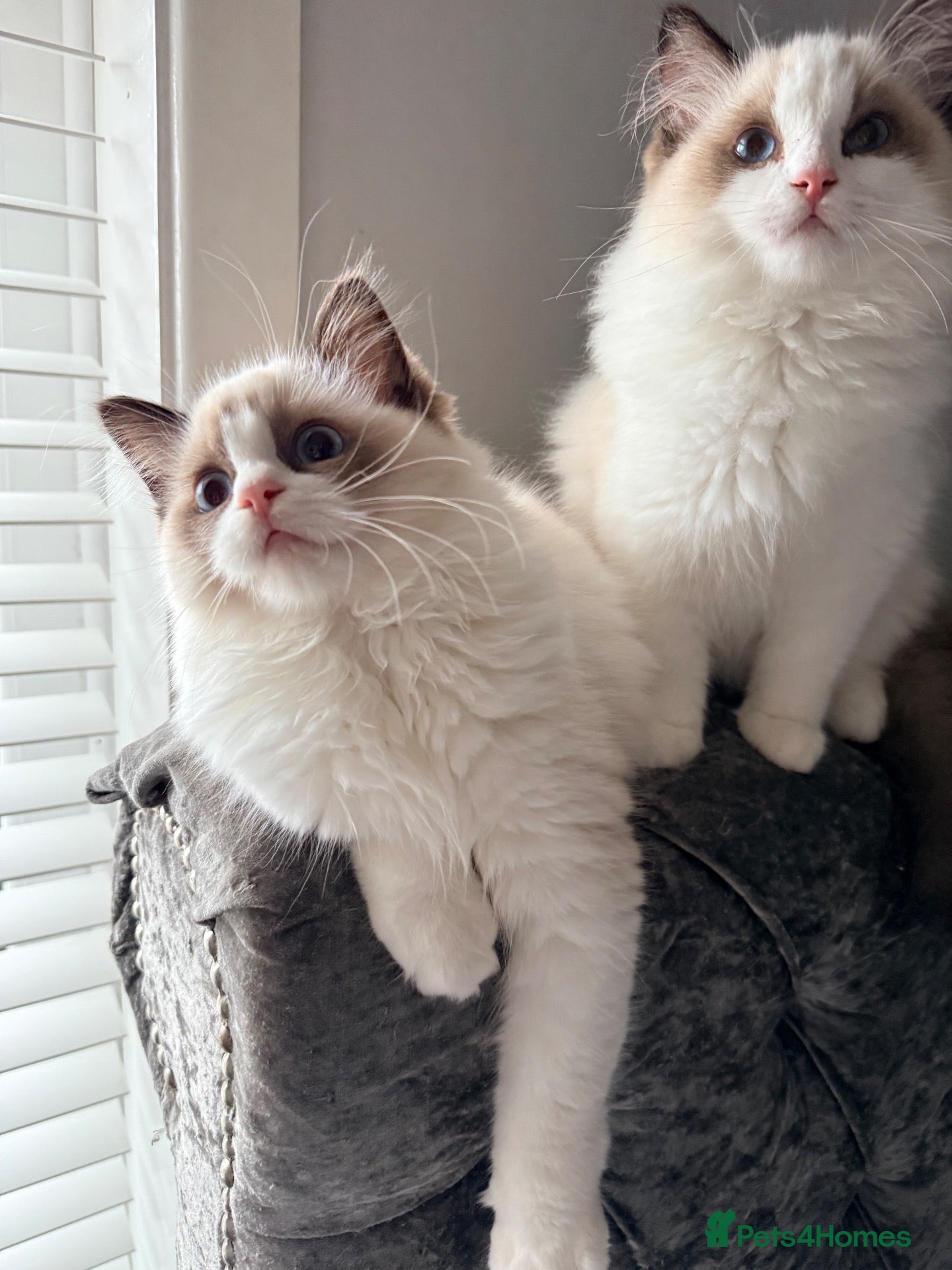 Ragdoll cats ✨️🏆 🧸🤎ReadyNow Eu ChampLine Tica Reg Ragdolls  - Advert 1