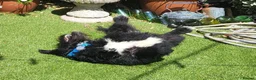 Mixed Breed dogs for adoption: SPARKY - Advert 2