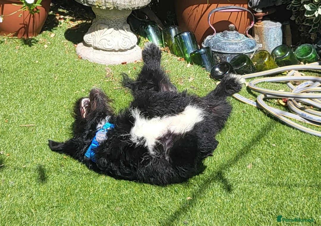 Mixed Breed dogs for adoption: SPARKY - Advert 2
