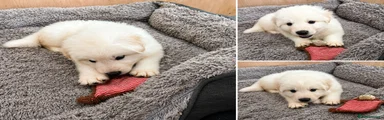 White Swiss Shepherd 4