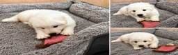 White Swiss Shepherd dogs for sale: 🐾 Swiss White Shepherd Puppies reduced 🐾 - Advert 28