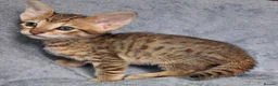 Savannah cats for sale: Super spotty F5 Savannah kittens - Advert 9