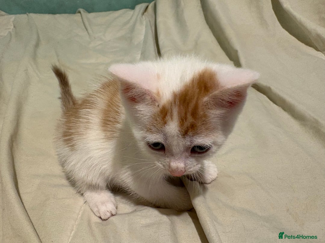 Domestic Shorthair cats for sale: Domestic Shorthairs - 6 Left - Advert 23