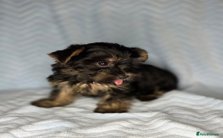 Yorkshire Terrier dogs - Advert 2