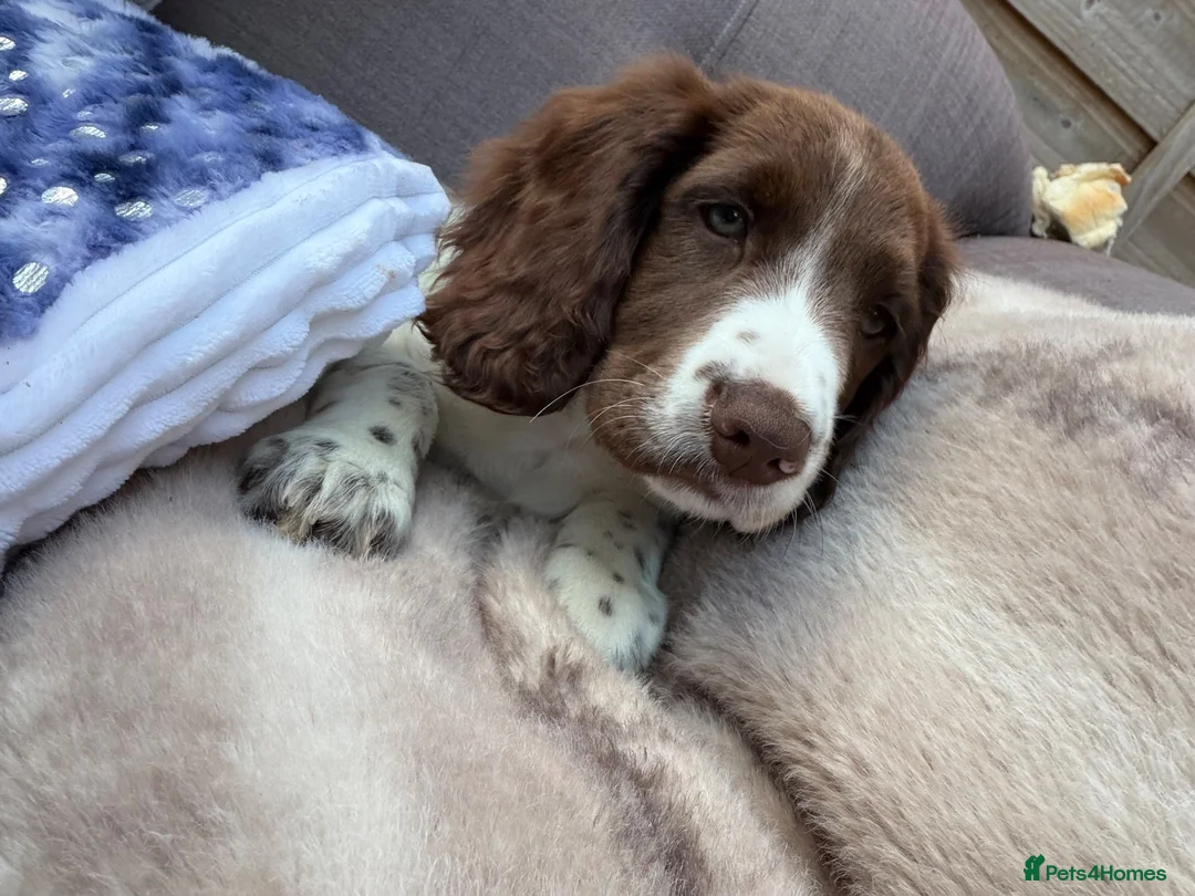 Cocker Spaniel dogs for sale:  Puppy Oskar Looking for His Forever Home!  - Advert 2