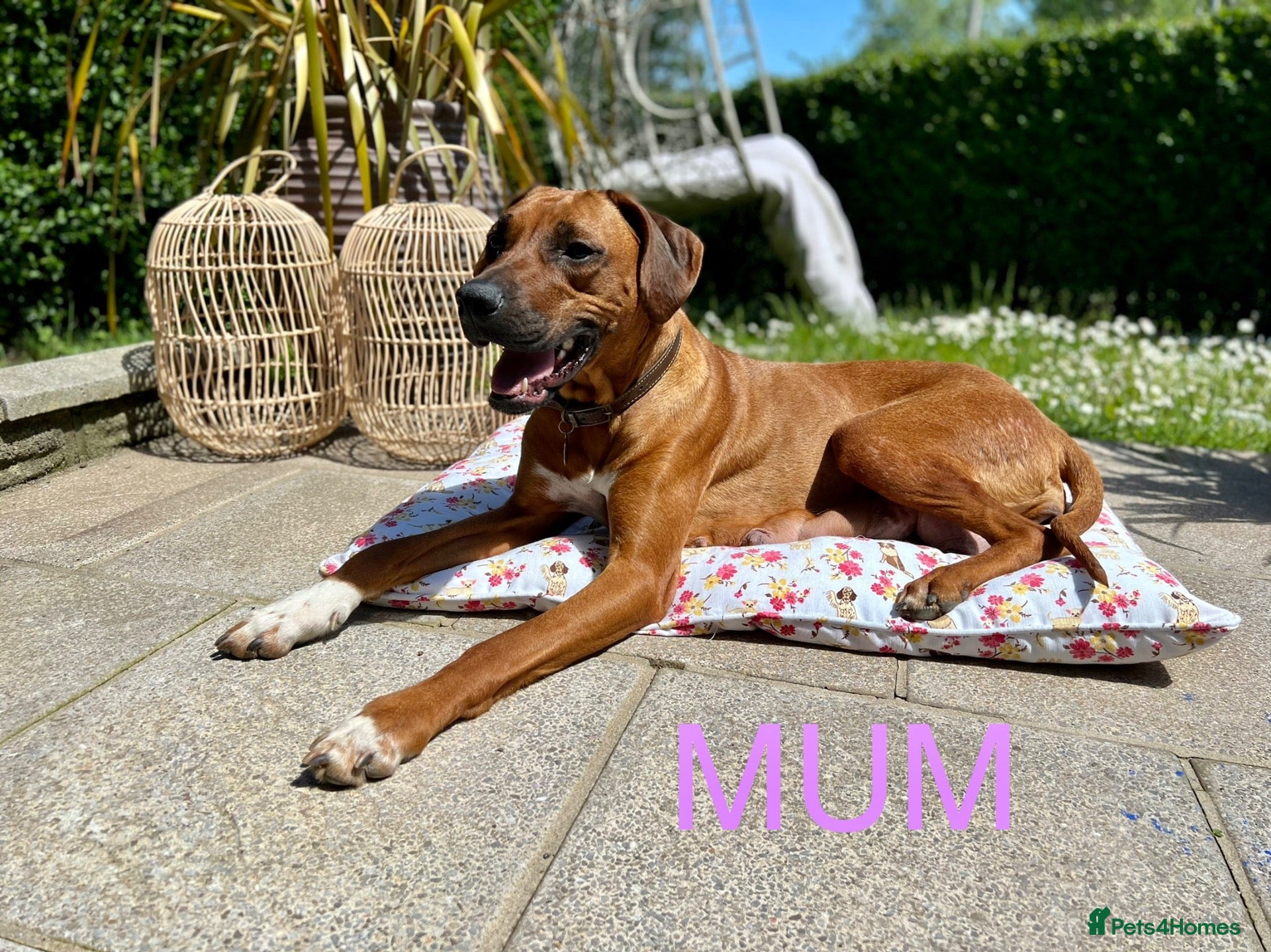 Rhodesian Ridgeback dogs for sale: 12 Gorgeous Rhodesian Ridgebacks   - Advert 6