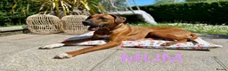 Rhodesian Ridgeback dogs for sale: 12 Gorgeous Rhodesian Ridgebacks   - Advert 1
