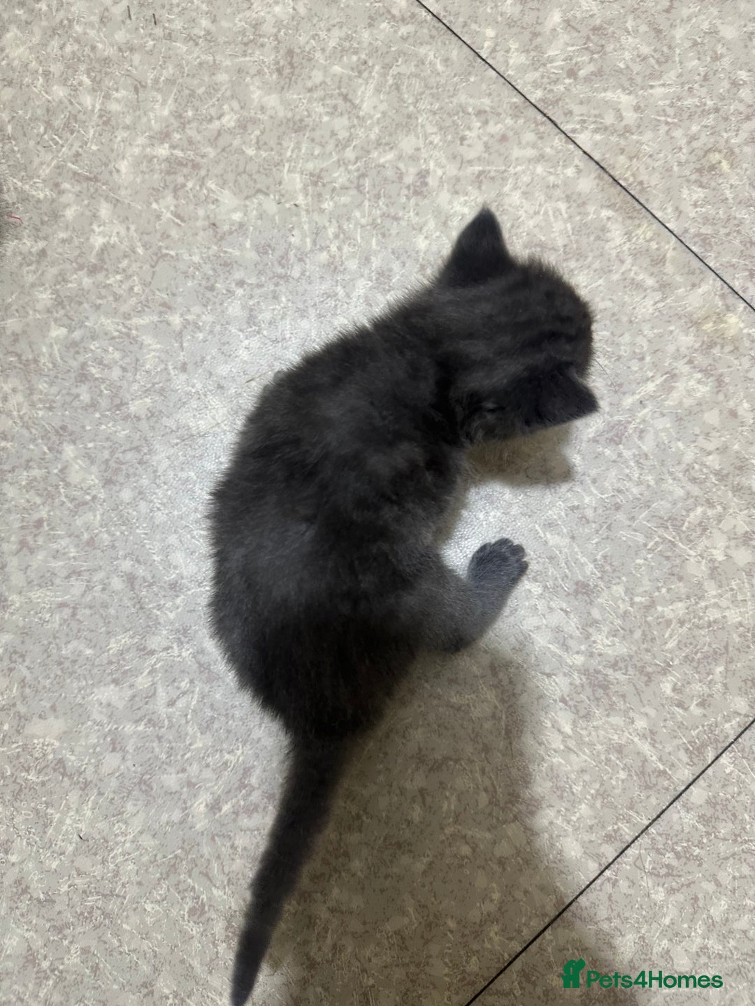 Norwegian Forest Cat cats for sale: Kittens for sale  - Advert 15