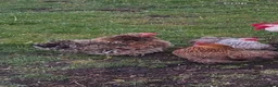 Chickens poultry for sale: Pekin chickens - chicks/growers/pullets - Advert 9