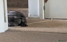 Staffordshire Bull Terrier dogs for sale: Rehoming our blue staff - Image 4