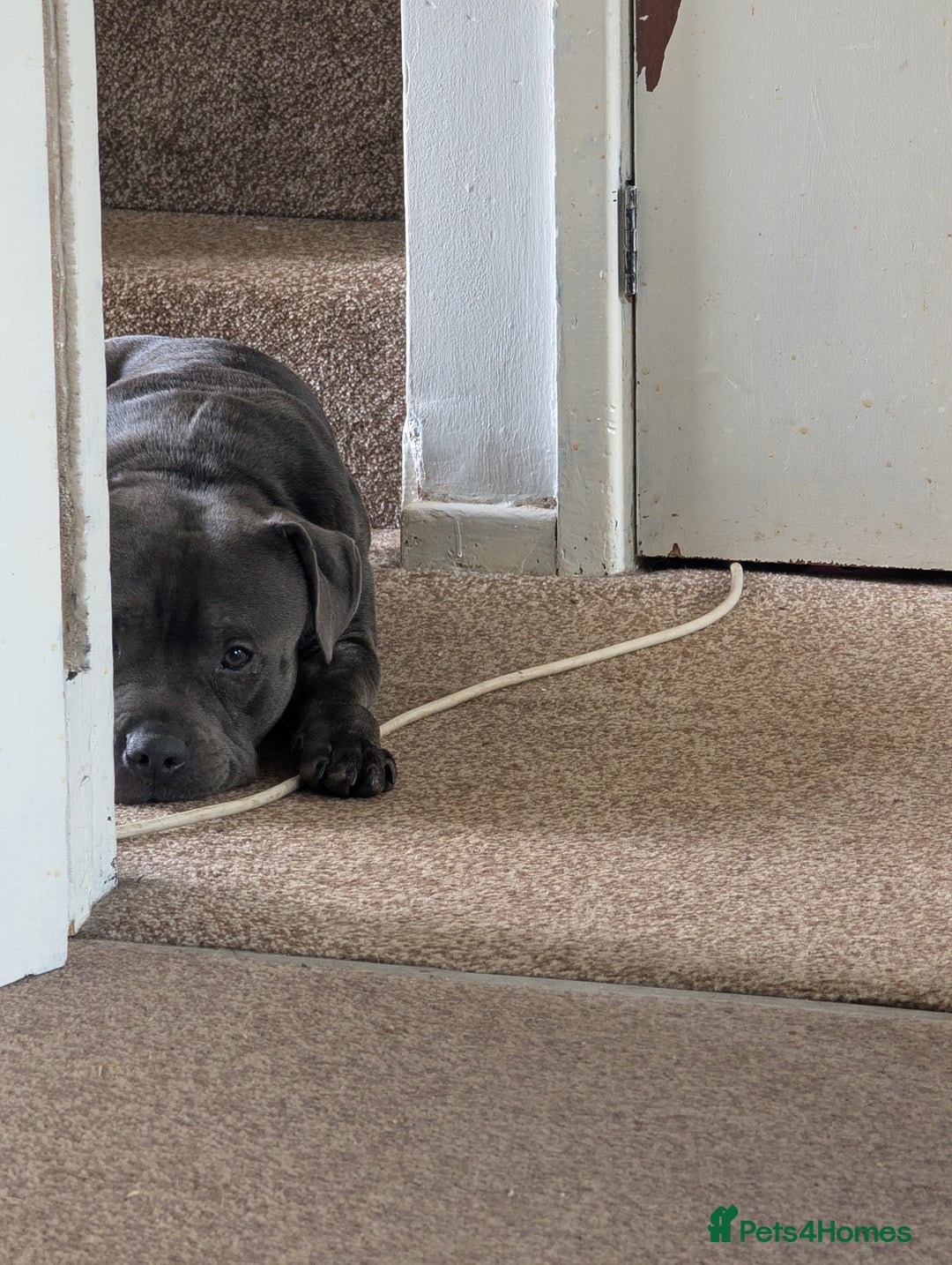 Staffordshire Bull Terrier dogs for sale: Rehoming our blue staff - Image 4