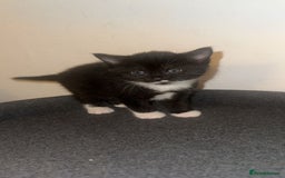 Mixed Breed cats for sale: Loveable Kittens - Advert 8