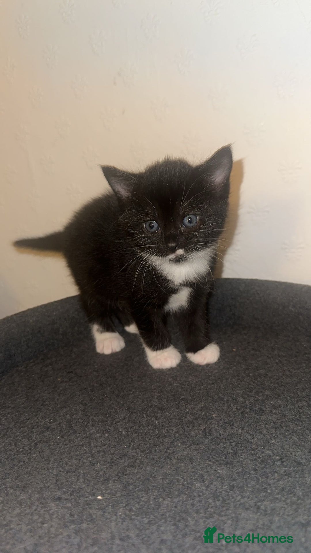 Mixed Breed cats for sale: Loveable Kittens - Advert 8