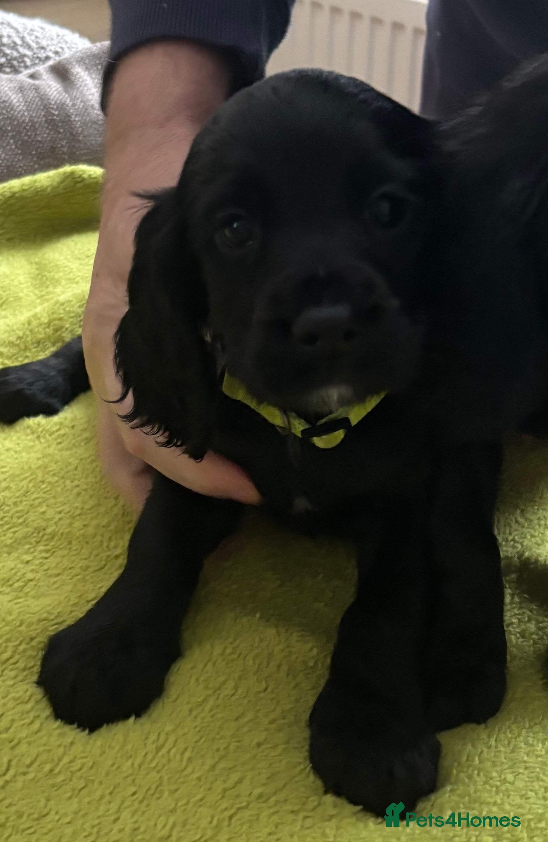 Cocker Spaniel dogs Cocker Spaniel Puppies  - Advert 5