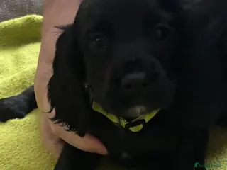 Cocker Spaniel dogs Cocker Spaniel Puppies - Advert 5