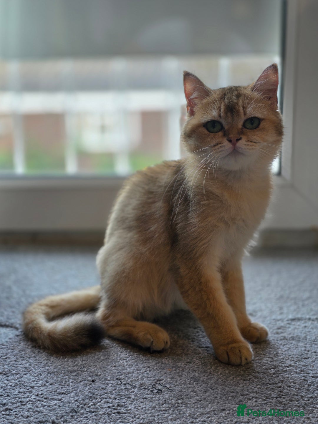 British Shorthair cats for sale: British Shorthair  - Image 2