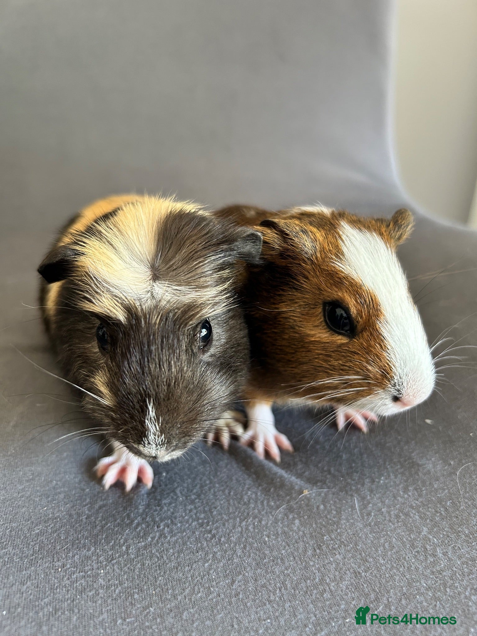 Guinea Pig rodents 4 boars for sale  - Advert 1