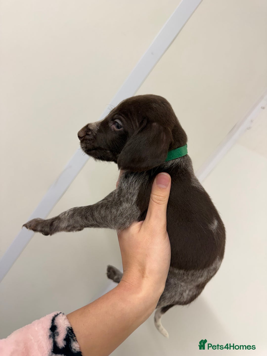 German Wirehaired Pointer dogs for sale: 11 German Wirehaired Pointer Puppys - Advert 7