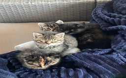 Mixed Breed cats for sale: 4 little girls  - Image 4