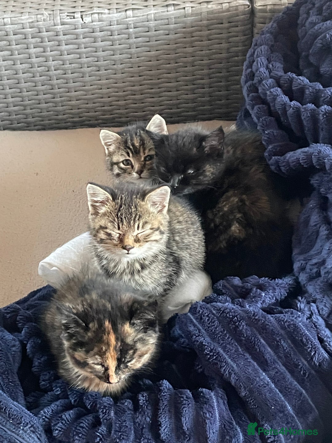 Mixed Breed cats for sale: 4 little girls  - Image 4
