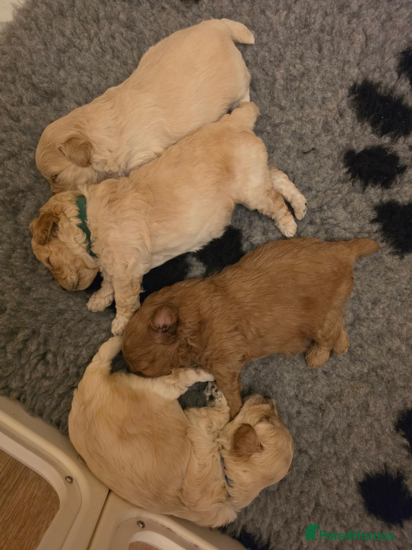 Maltipoo dogs DNA Health Tested Maltipoo Puppies - Advert 13
