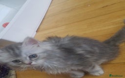 Mixed Breed cats for sale: 1 boy and 1 girl kitten - Image 2